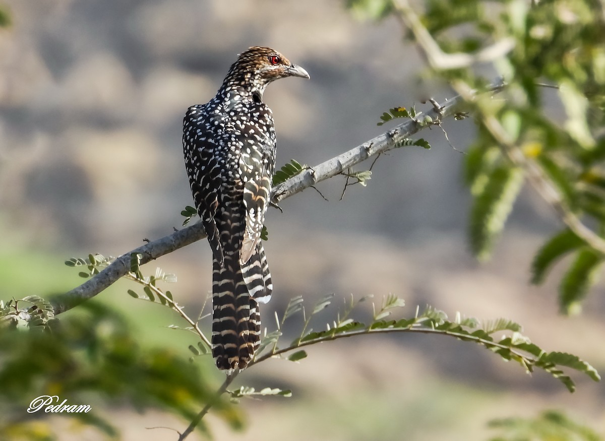 Asian Koel - ML507663281