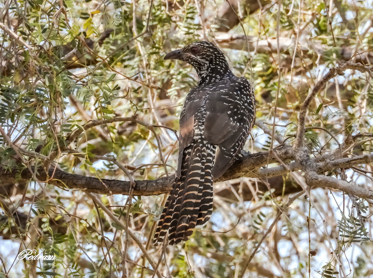 Asian Koel - ML507663291