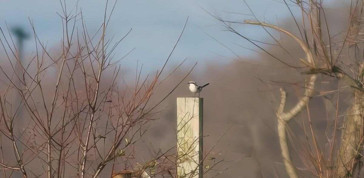 Loggerhead Shrike - ML507663771