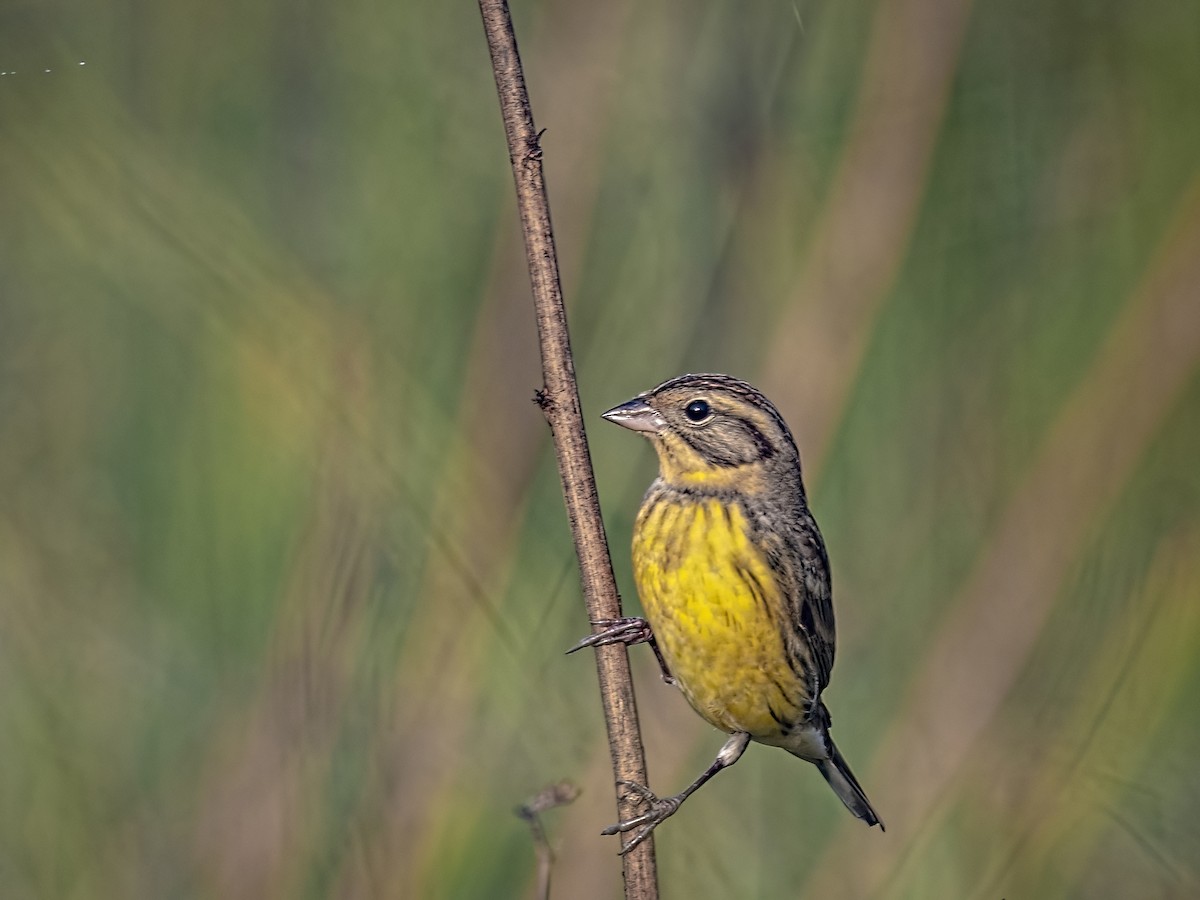 Yellow-breasted Bunting - Arpan Saha