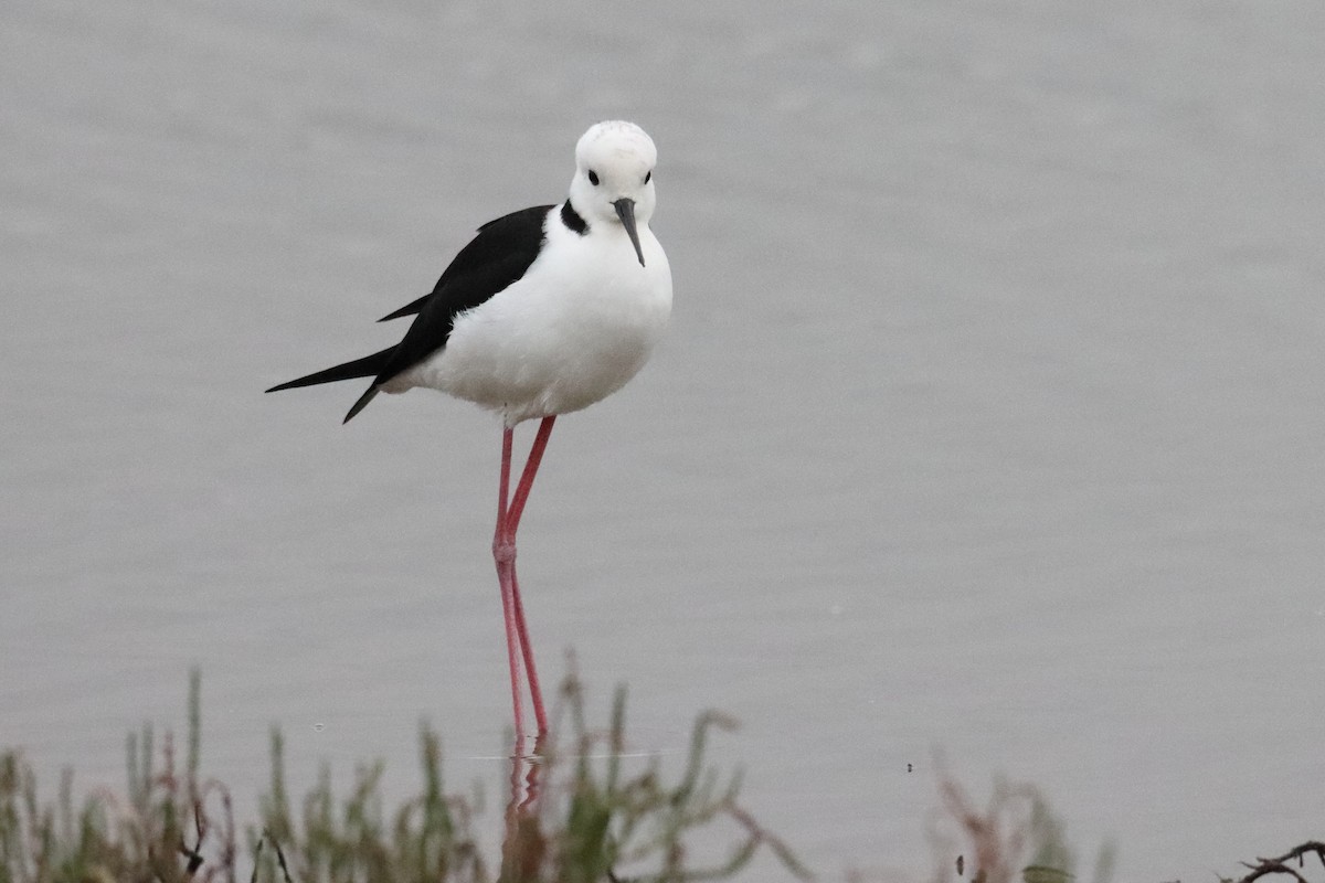 Pied Stilt - ML507663911