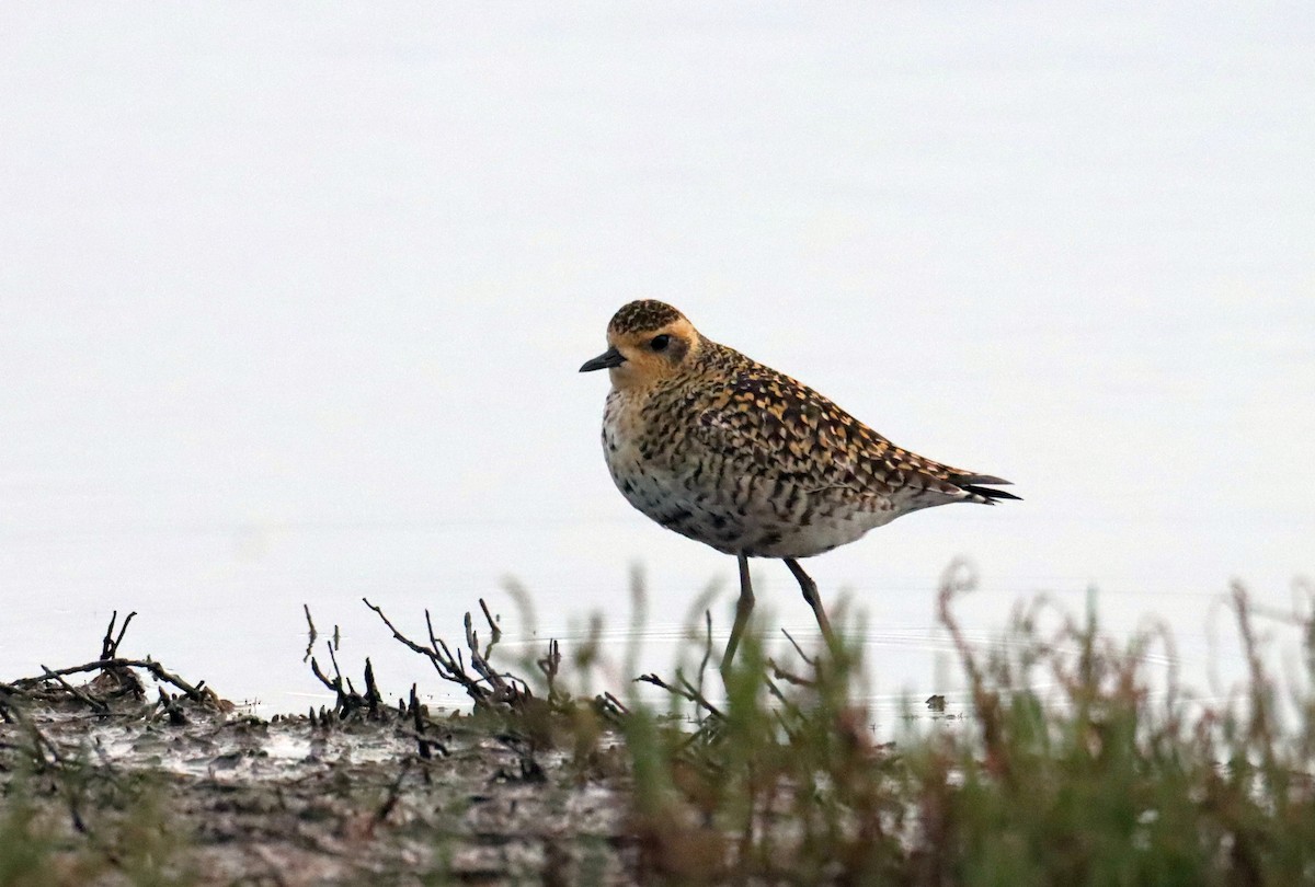 Pacific Golden-Plover - Michael Taylor