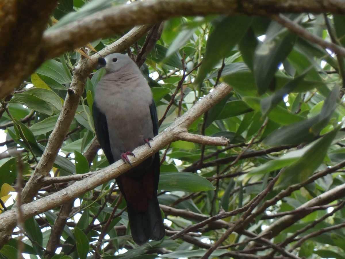 Pacific Imperial-Pigeon - Patrick Lam