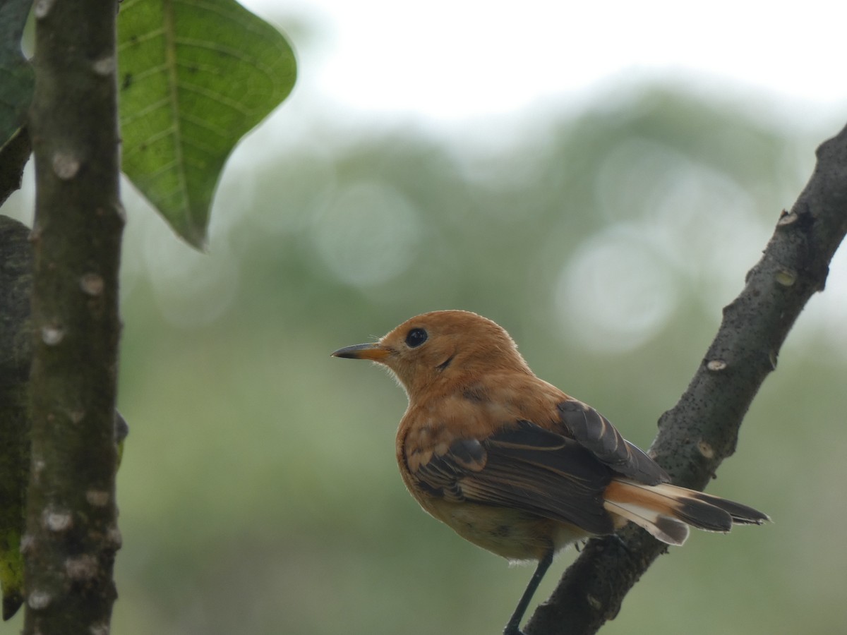 Rarotonga Monarch - ML507664571