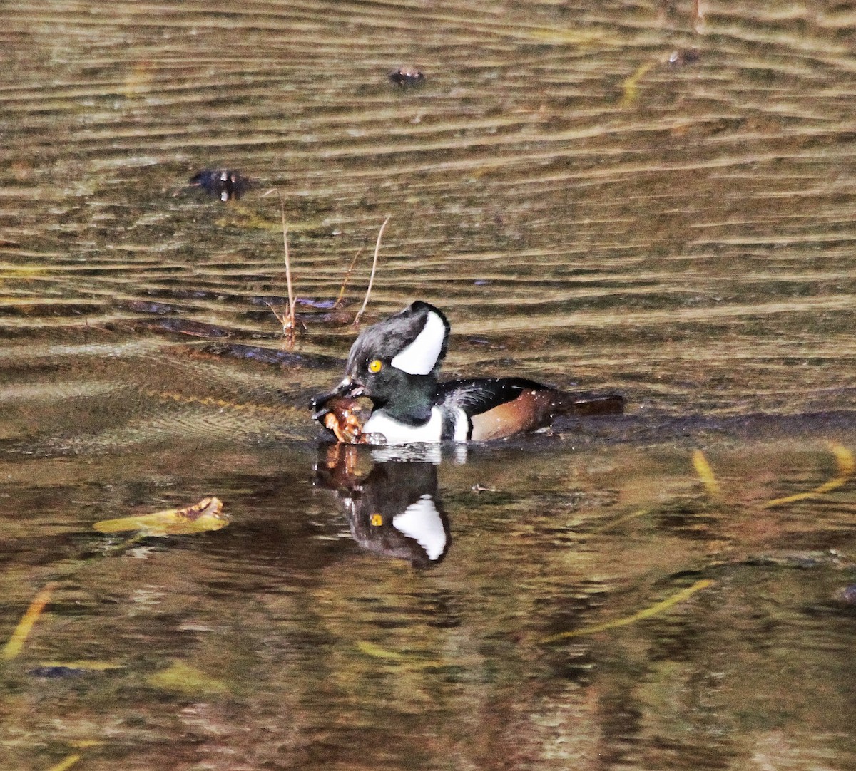 Hooded Merganser - ML507665121