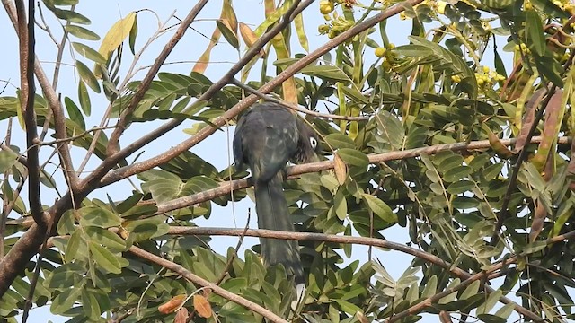 Blue-faced Malkoha - ML507666051