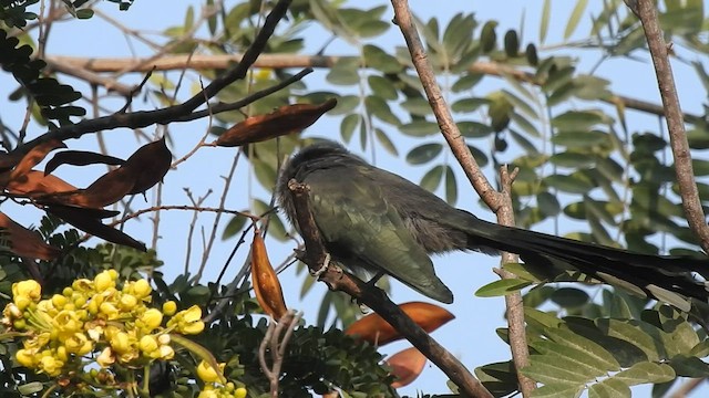 Blue-faced Malkoha - ML507666061