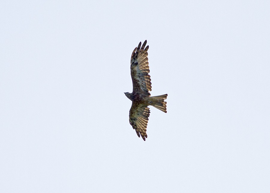 Square-tailed Kite - ML50766621