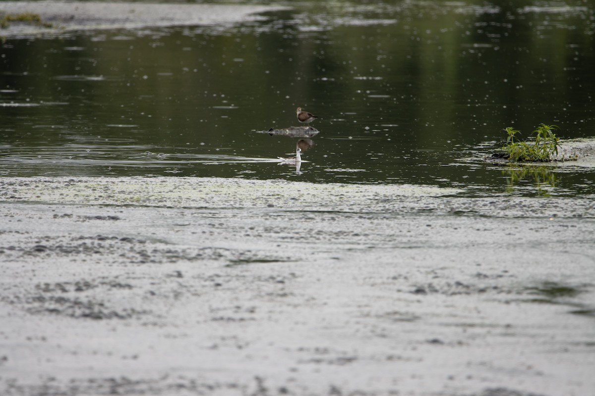 Red-necked Phalarope - ML507667061