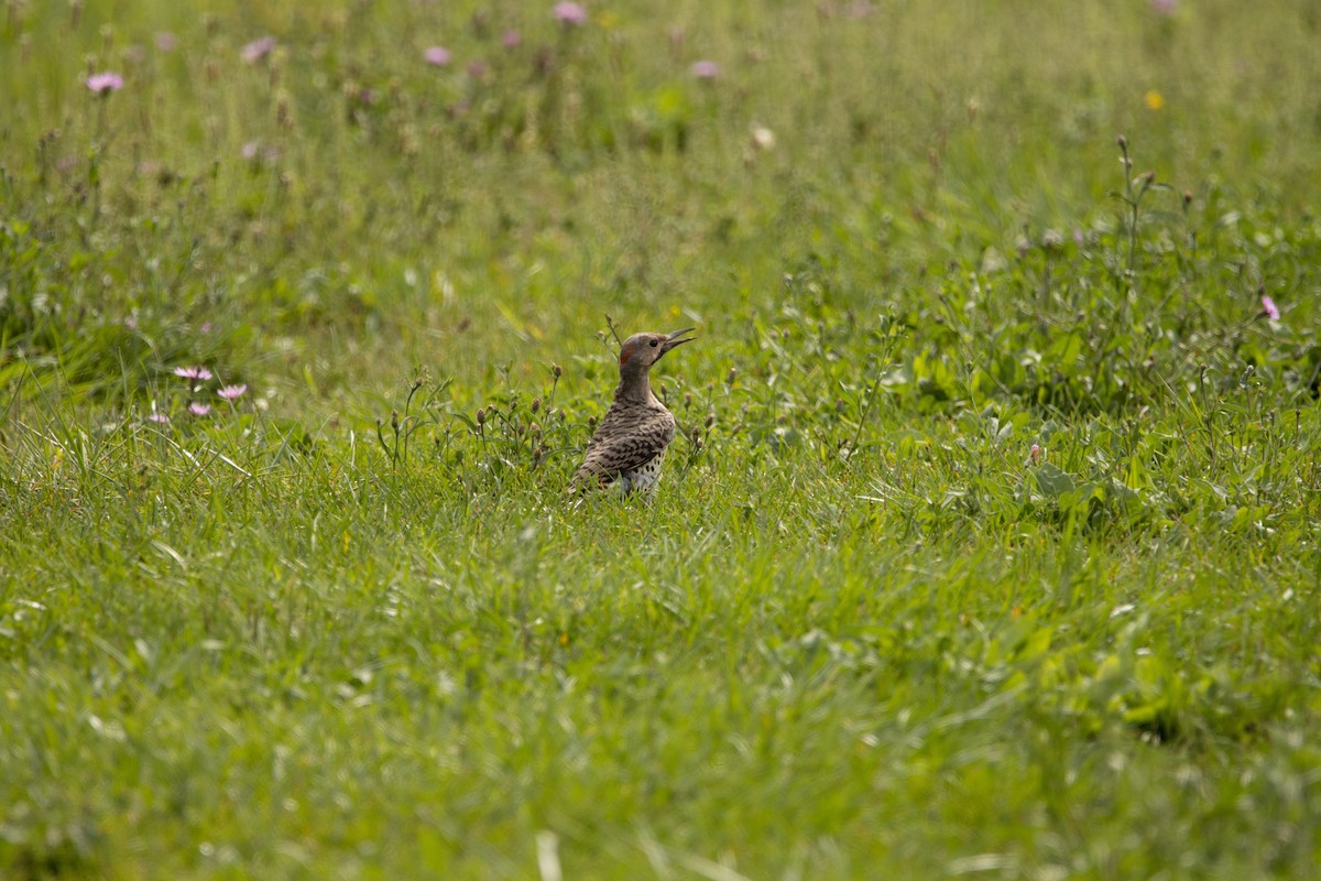 Northern Flicker - ML507667231