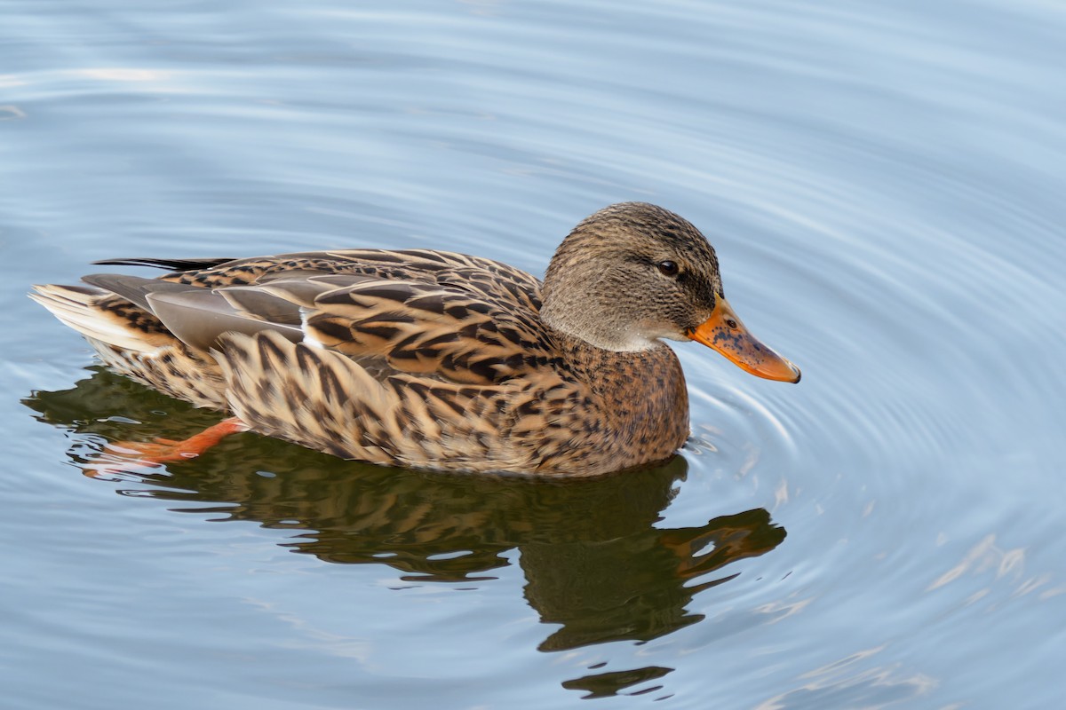 Mallard - Yuya Okuzaki