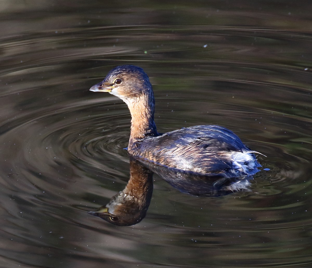 Pied-billed Grebe - ML507668421