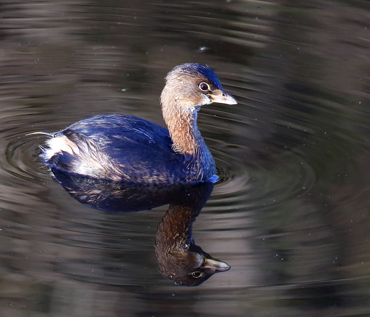 Pied-billed Grebe - ML507668571