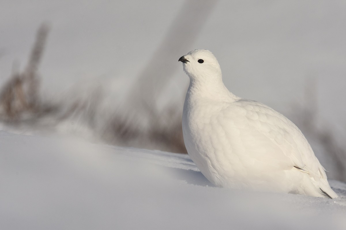 Willow Ptarmigan - ML507669171