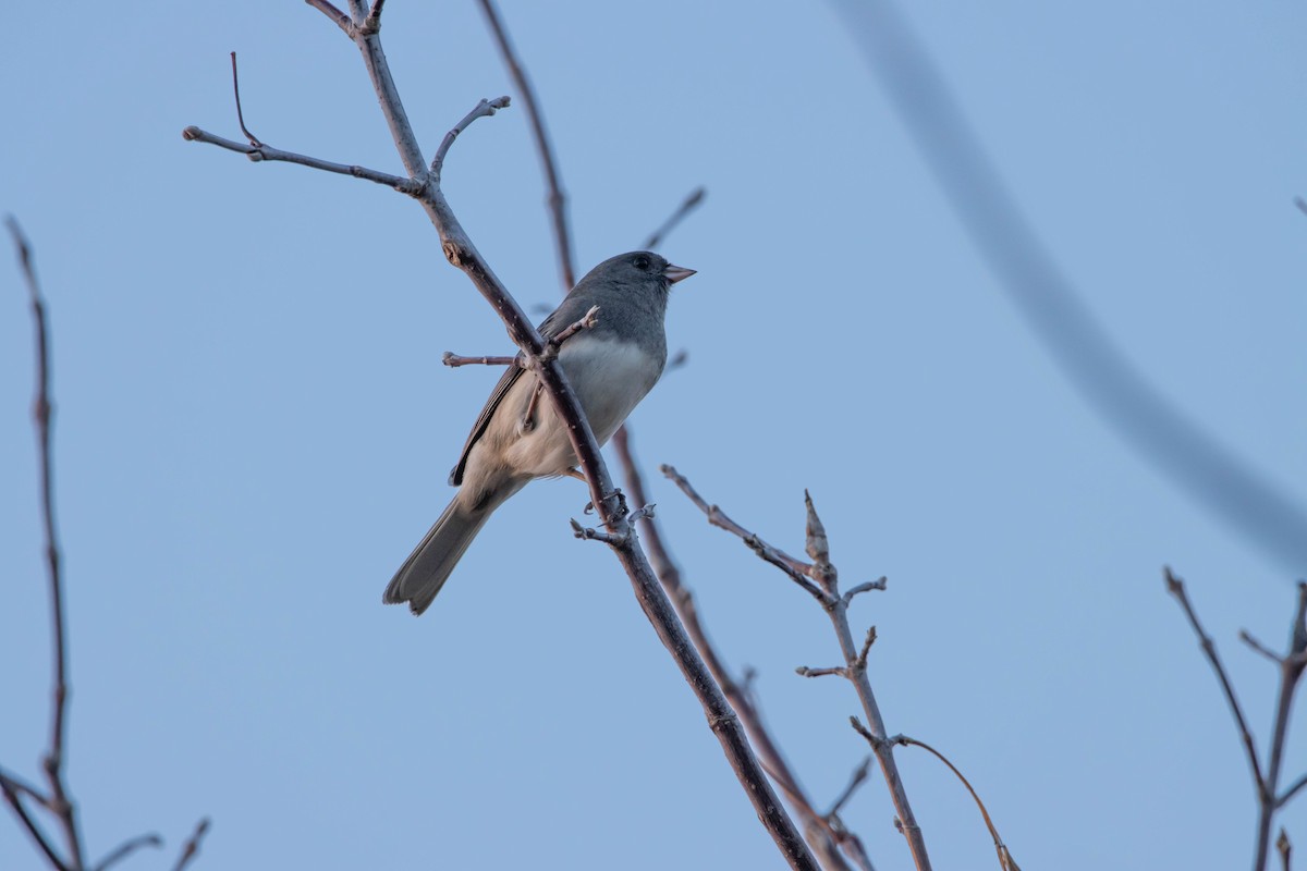 Dark-eyed Junco - ML507669521