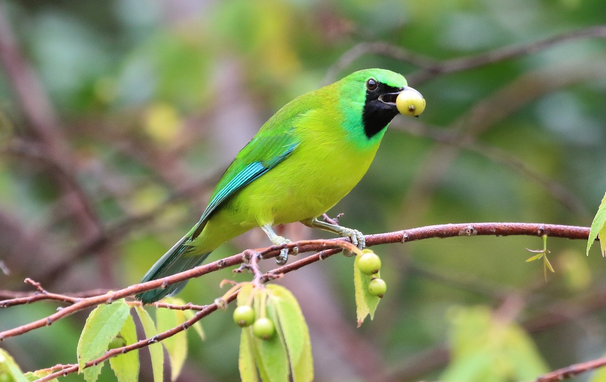 Bornean Leafbird - Ashley Banwell