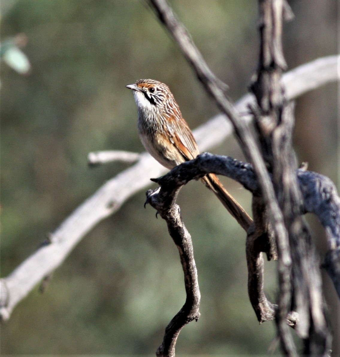 Striated Grasswren - Edward Smith