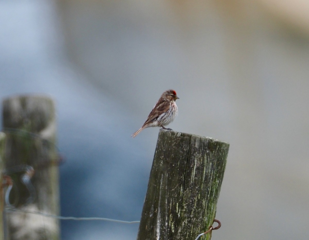 Redpoll (Lesser) - ML507671731