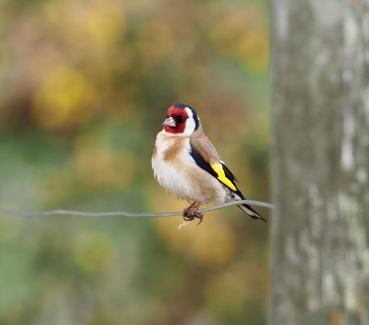 European Goldfinch - ML507671811