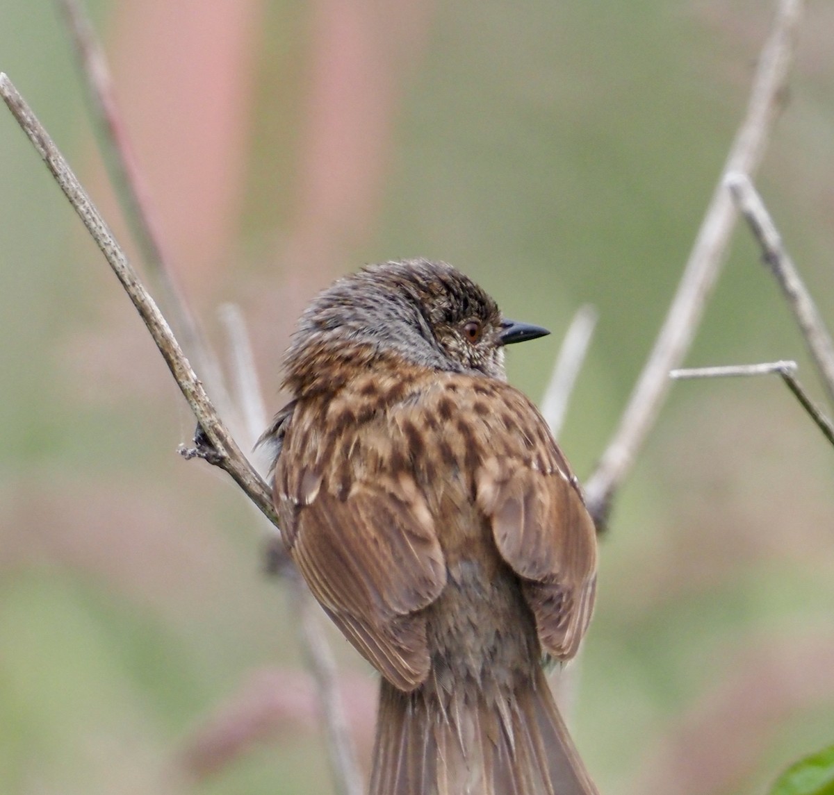 Dunnock - ML507671941