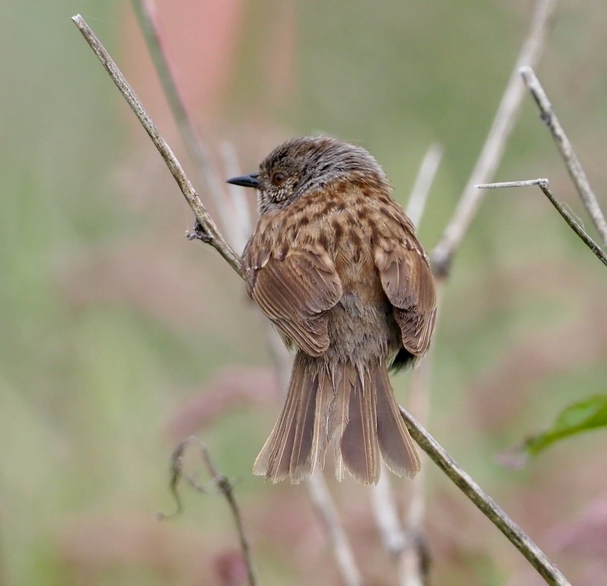 Dunnock - ML507672081