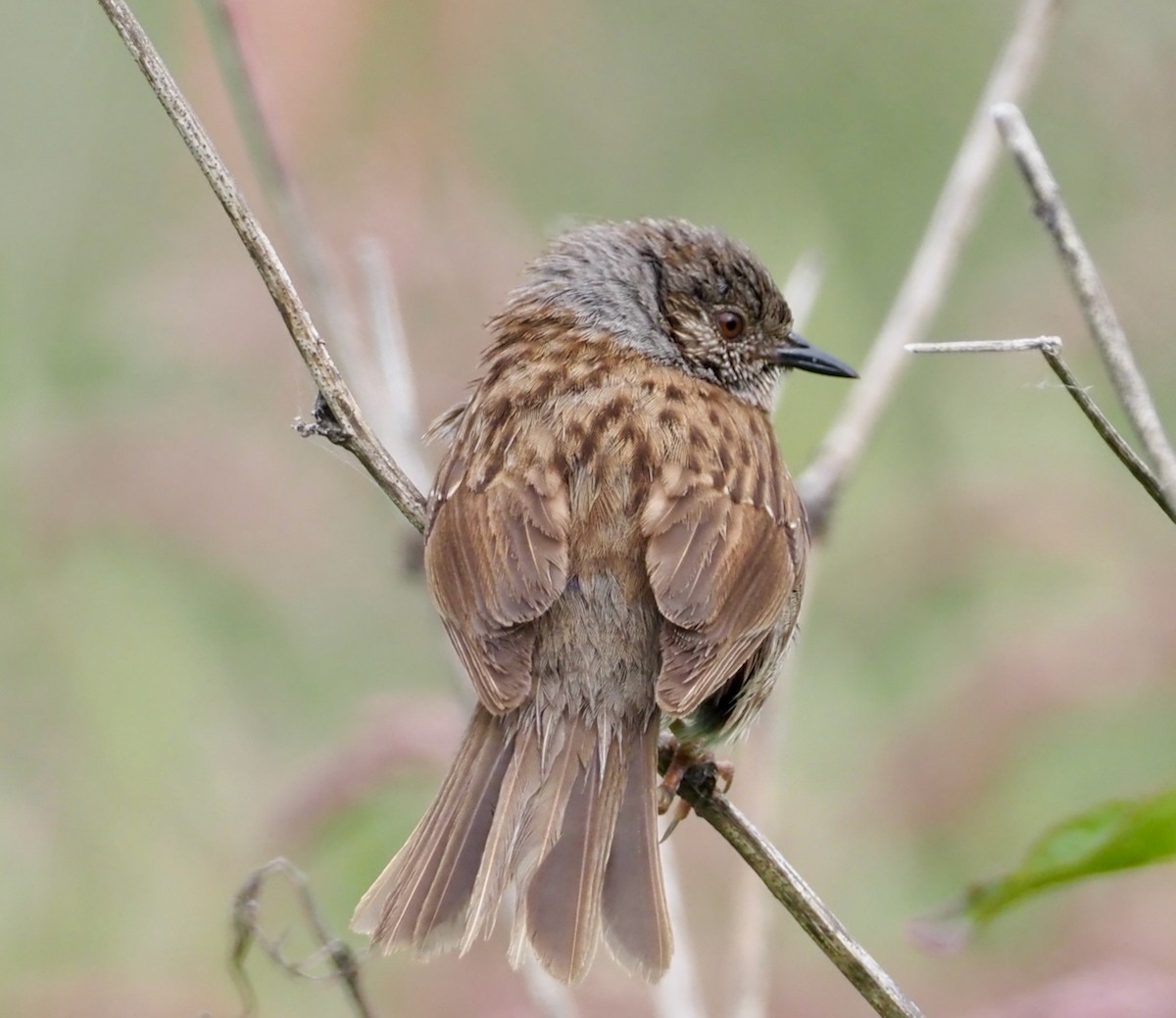 Dunnock - ML507672131