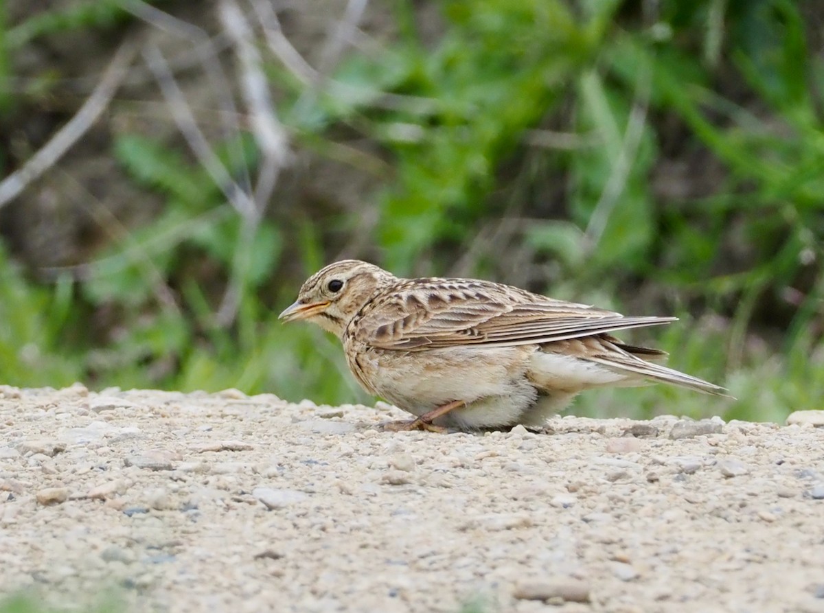 Eurasian Skylark - ML507672171