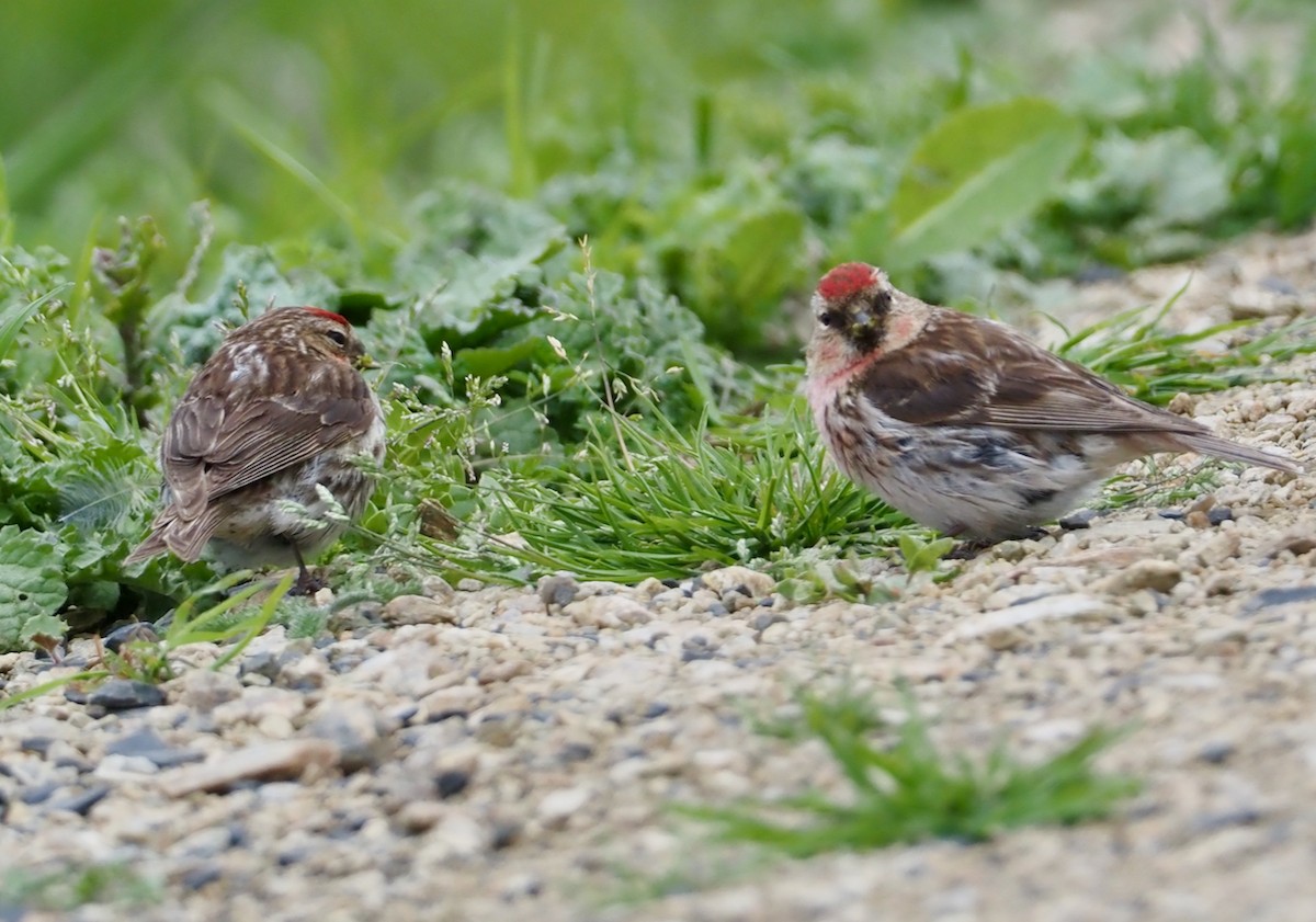 Redpoll (Lesser) - ML507672421