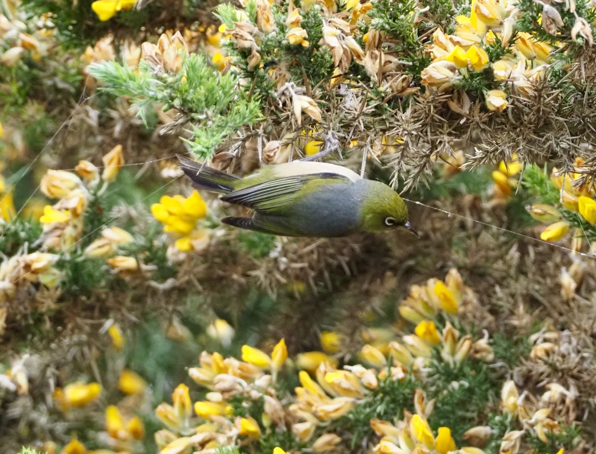 Silvereye - ML507672461