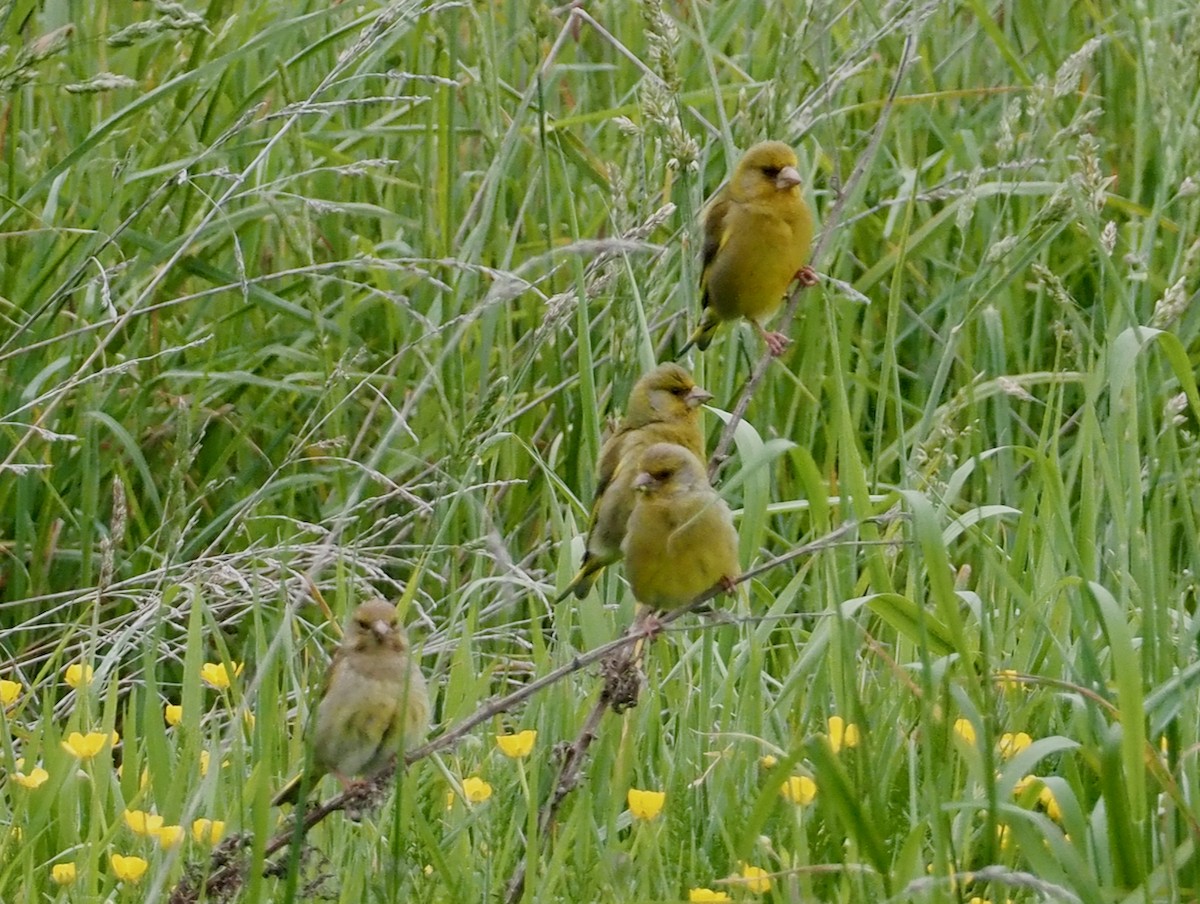 European Greenfinch - ML507672541
