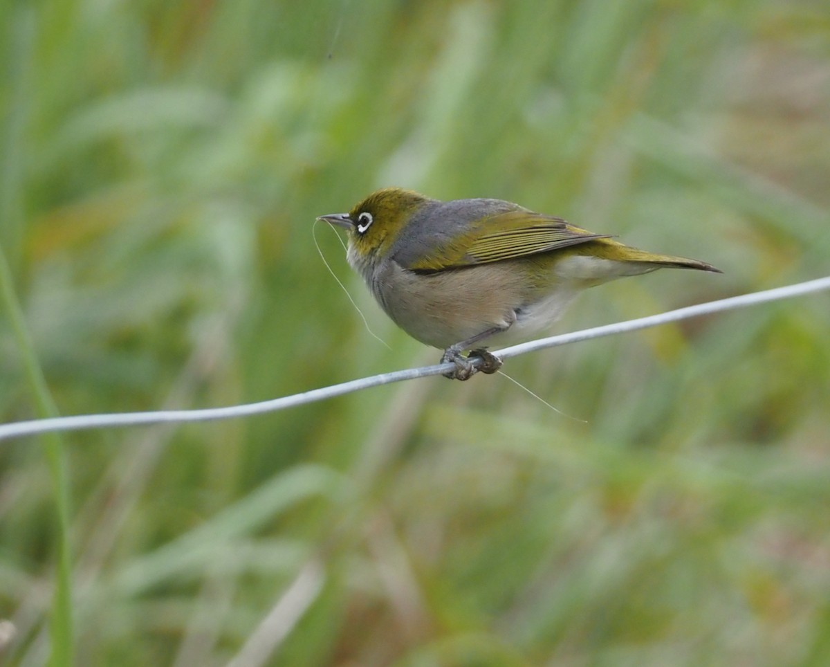 Silvereye - ML507672611