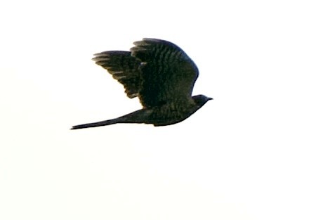 Large Hawk-Cuckoo - Ramesh T