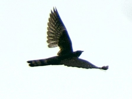 Large Hawk-Cuckoo - Ramesh T