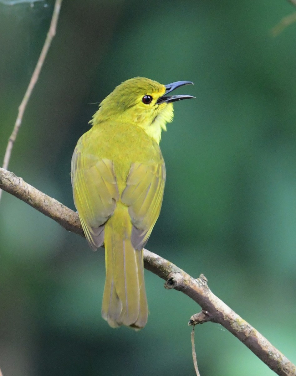 Yellow-browed Bulbul - ML507674001