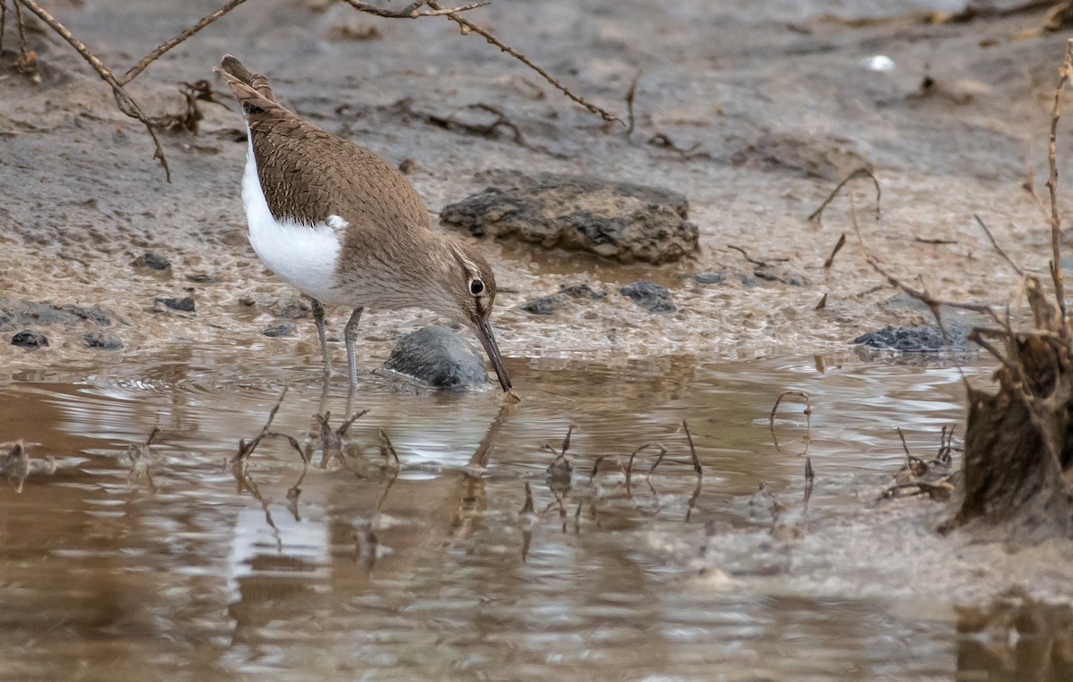 Common Sandpiper - ML507674061