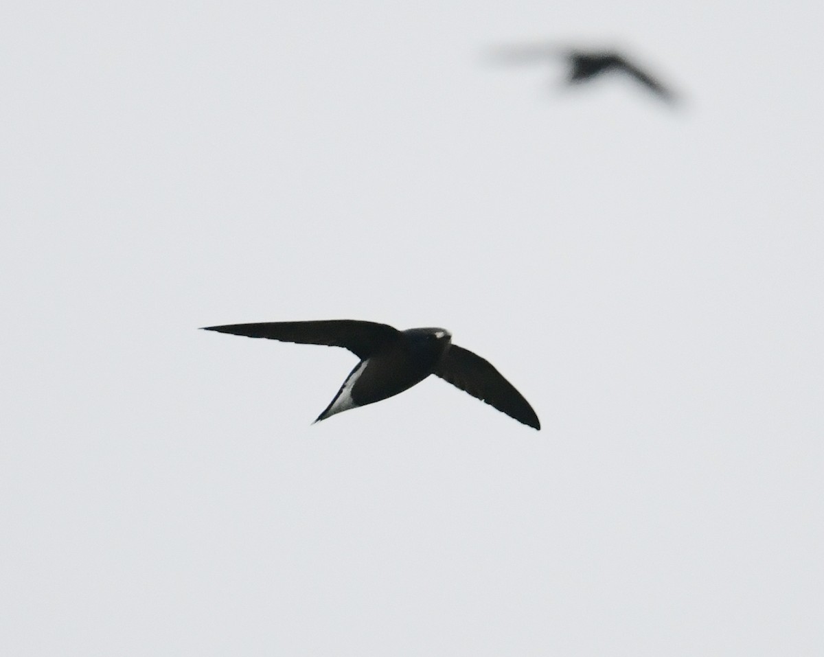 Brown-backed Needletail - ML507674091