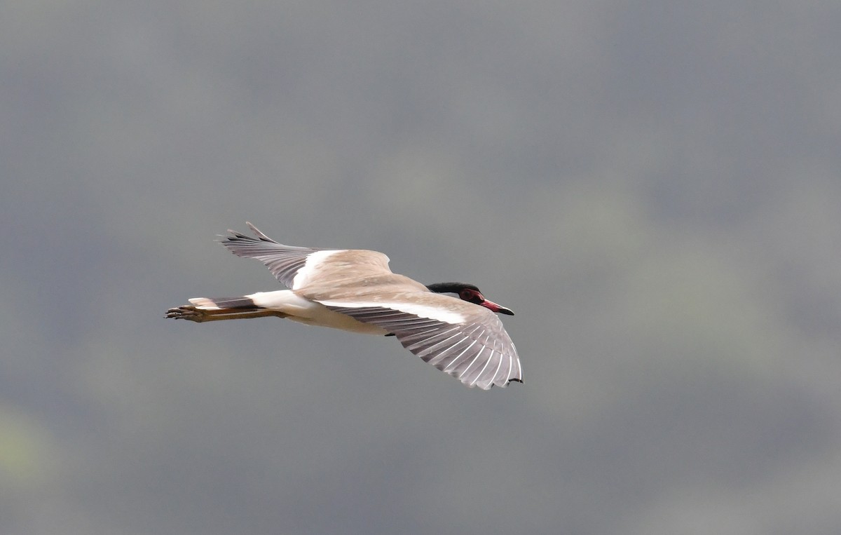 Red-wattled Lapwing - ML507674111