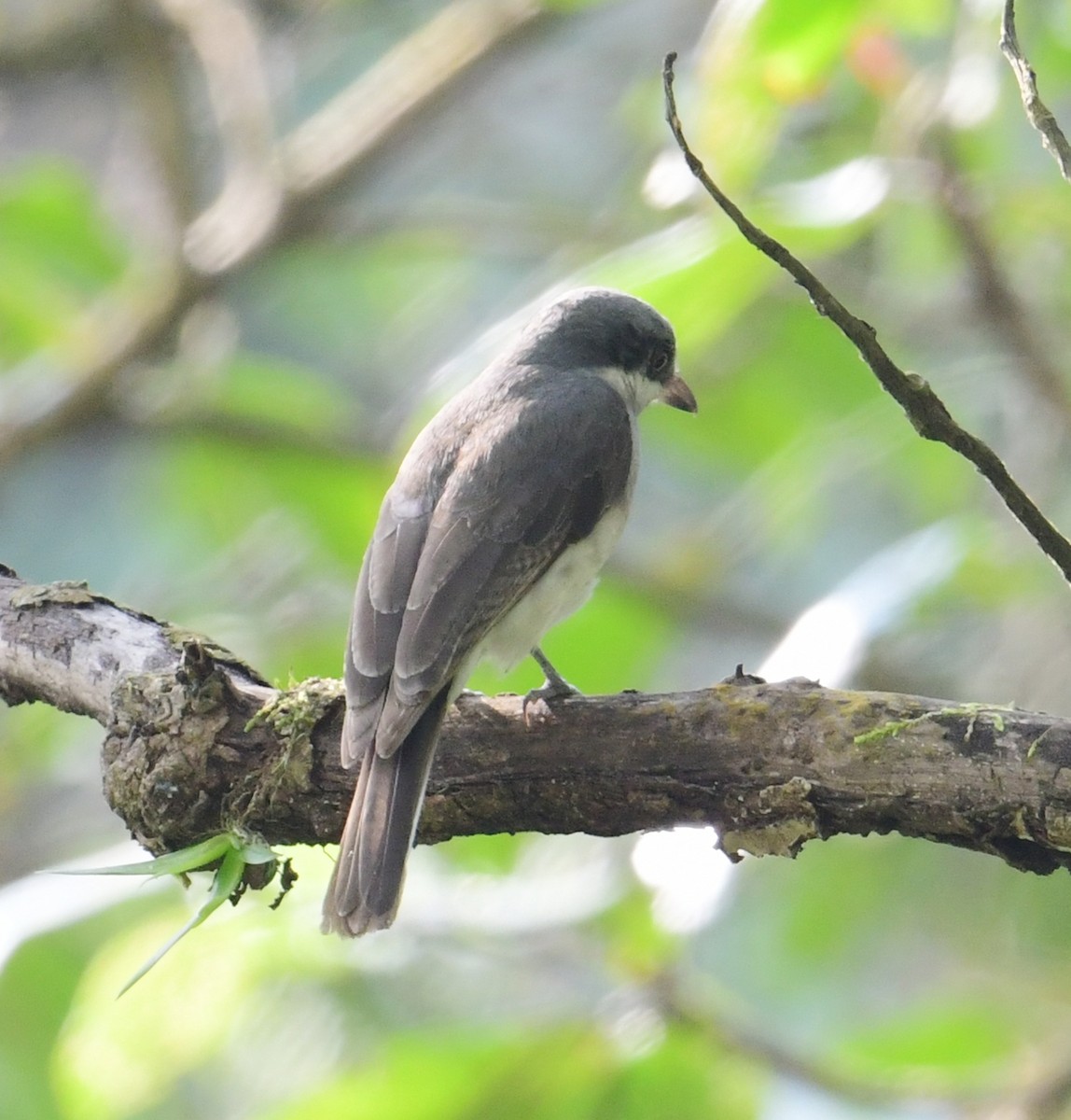 Malabar Woodshrike - ML507674301