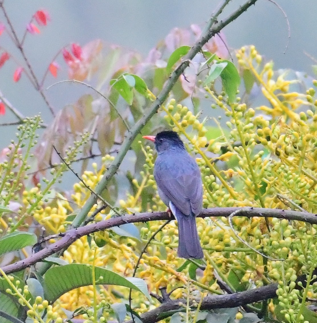 Square-tailed Bulbul - ML507674391