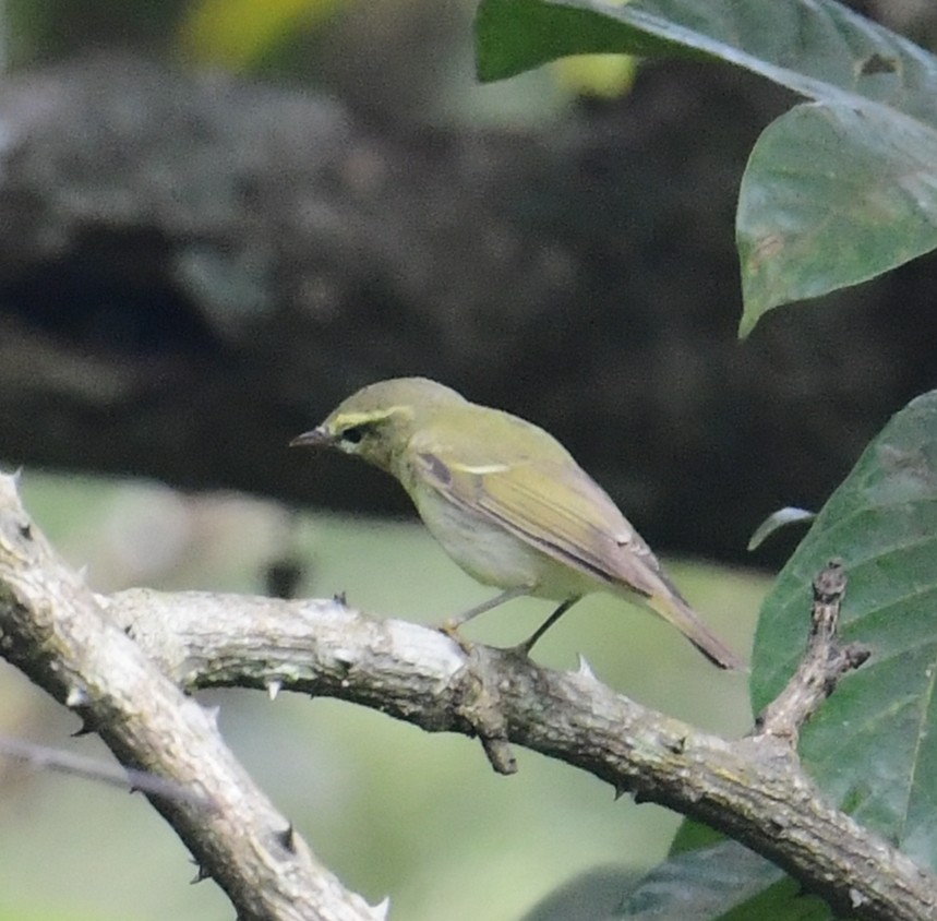 Green Warbler - ML507674441