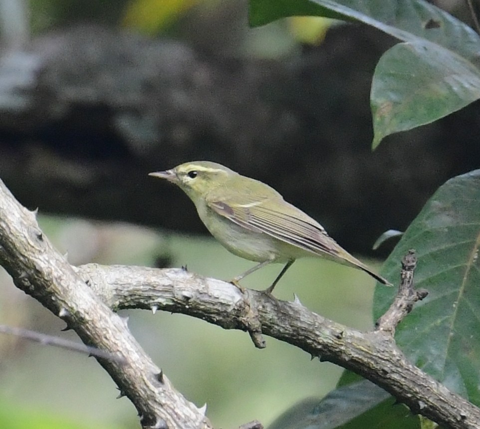 Green Warbler - ML507674451