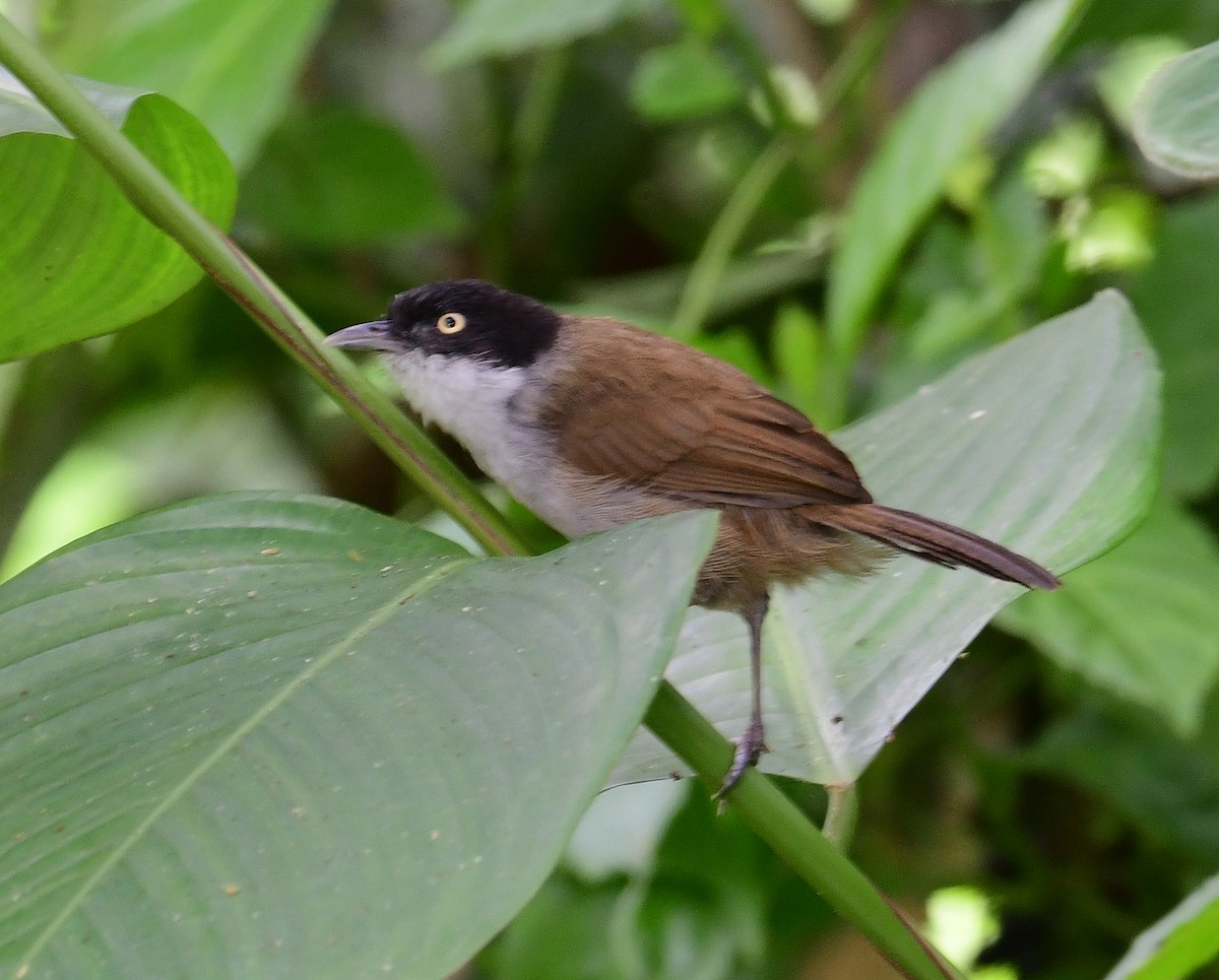 Dark-fronted Babbler - ML507674511