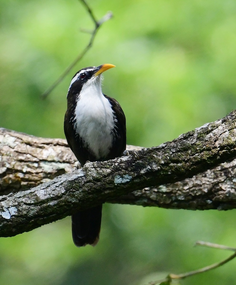 Indian Scimitar-Babbler - ML507674531