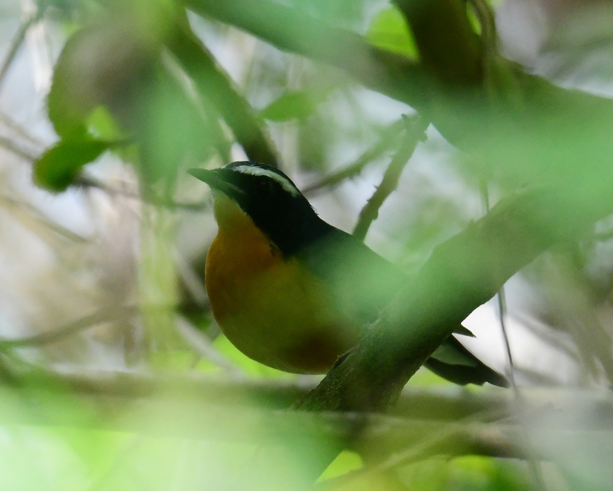 Indian Blue Robin - ML507674591