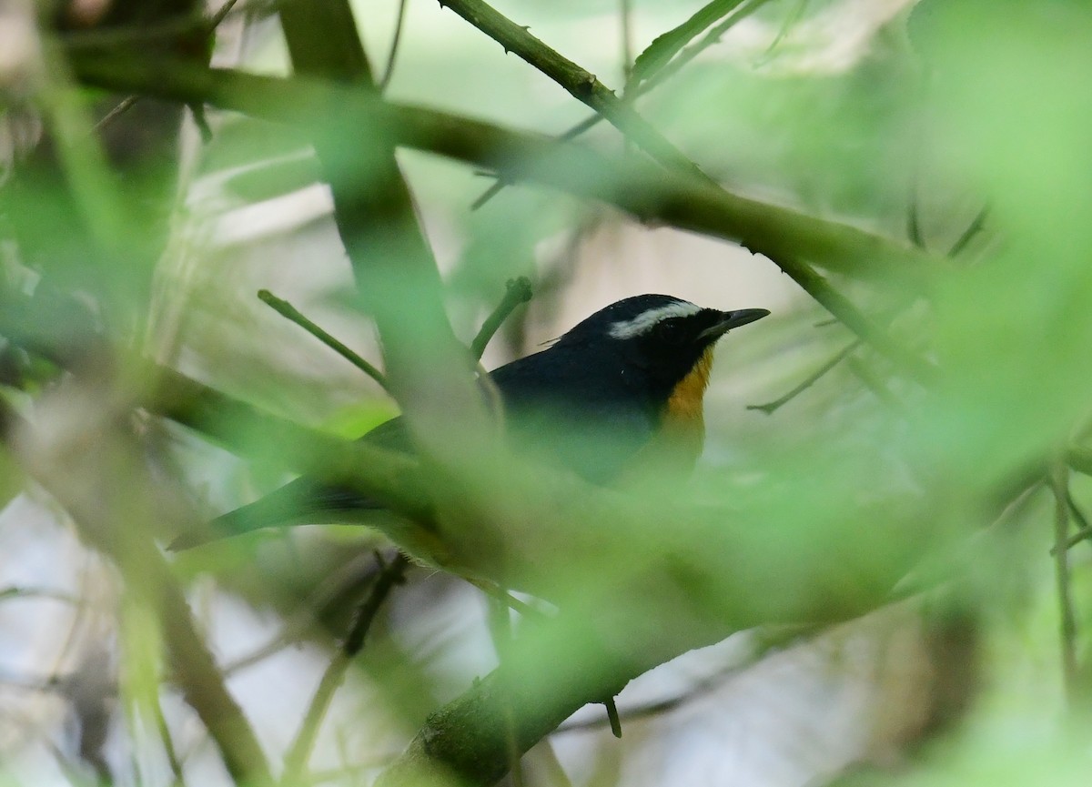Indian Blue Robin - ML507674601