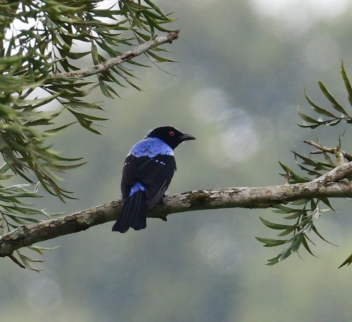 Asian Fairy-bluebird - ML507674611