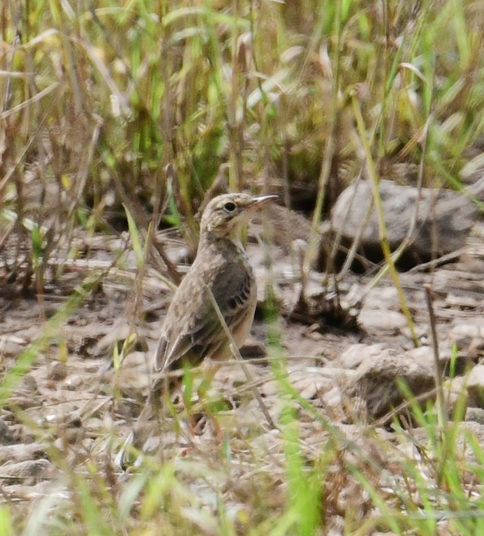 шийхнүүхэй - ML507674631