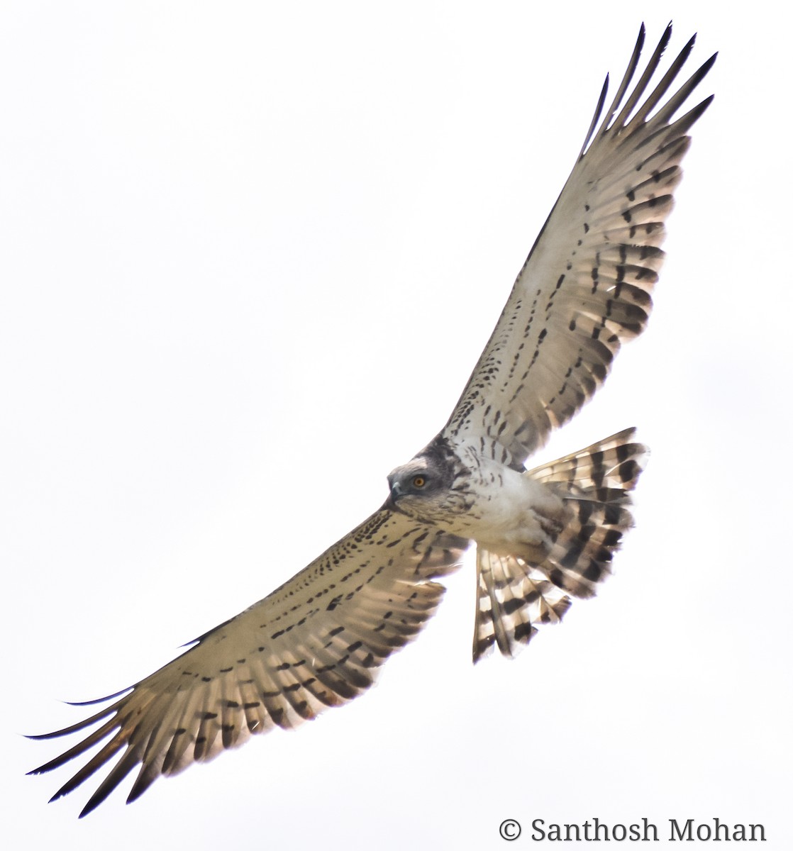 Short-toed Snake-Eagle - Santhosh Mohan