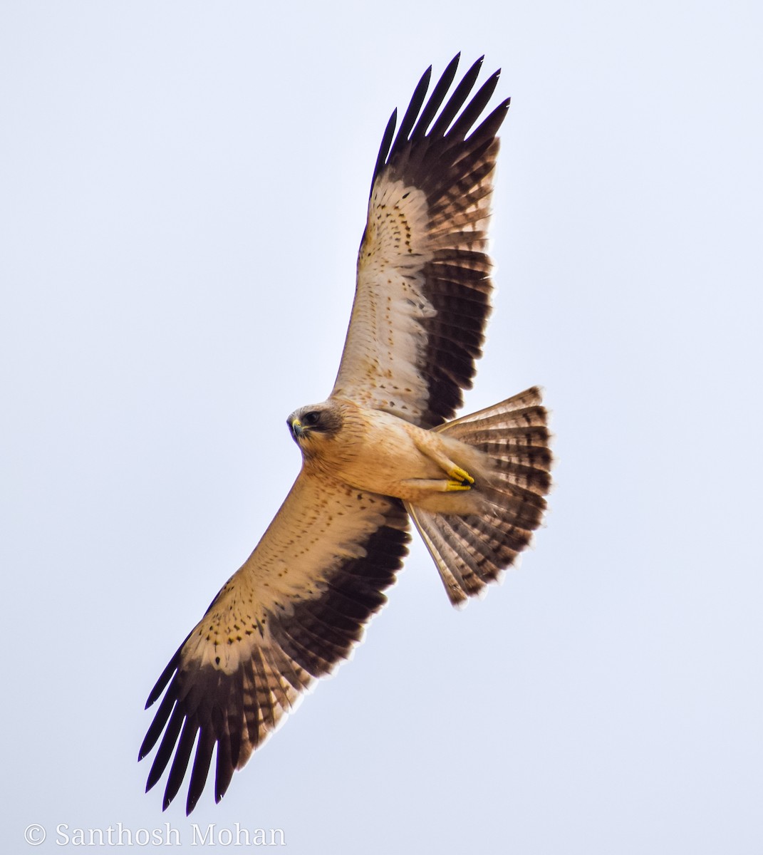 Booted Eagle - ML507676251