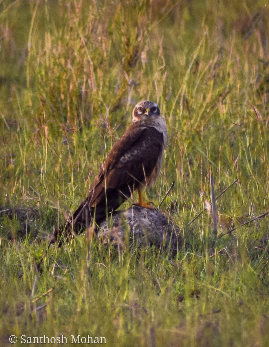 Montagu's Harrier - Santhosh Mohan